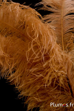Autruche premium - 50-60 cm - cognac